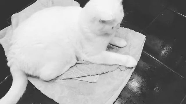 Кошка гипнотизирует человека смотреть онлайн