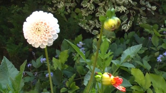 Panasonic SDR-H250 sample video смотреть онлайн