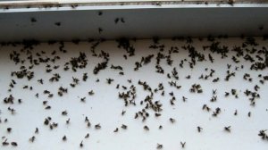 Как НАВСЕГДА избавиться от МУХ