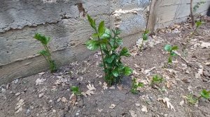 Маракуйя северная, активный рост #маракуйясеверная