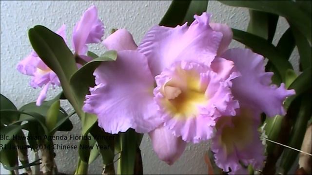 Beautiful Orchids 3 Chinese Peony Bonsai & Orchids with relaxation music смотреть онлайн