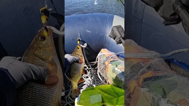 Неожиданный Язь! #язь #рыбалкп смотреть онлайн