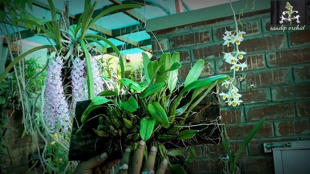Care & Culture Of Dendrobium Lindleyi Or Aggregatum।Potting Mix।Ideal Mounting Method।Sandip  Orchi