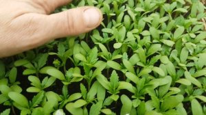 Как посеять бархатцы на рассаду дома. бархатцы семенами. посев бархатцев. бархатцы посев семенами