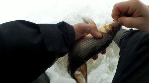 Ловля весенней плотвы на мормышку на Рыбинском водохранилище. Весенний жор крупной плотвы.