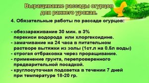 Рассада для майских ранних огурцов