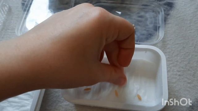 КАК ПРОРАСТИТЬ И ПОСАДИТЬ СЕМЕНА СУПЕР УРОЖАЙНЫХ СОРТОВ ОГУРЦОВ, КАБАЧКОВ И ТЫКВЫ смотреть онлайн