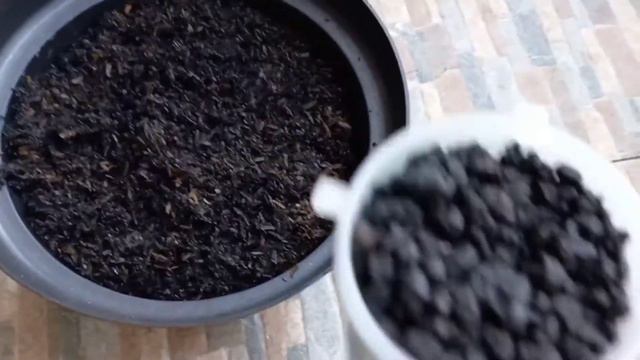 Cara Menanam Pucuk Aglaonema Suksom Tanpa Akar смотреть онлайн