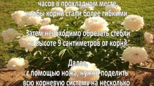 Выращивание пионов. Бизнес идея