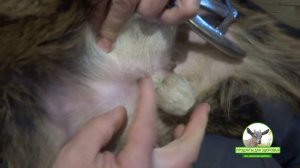 Щипцы натяжные, резиновые кольца и кастрация бескровная