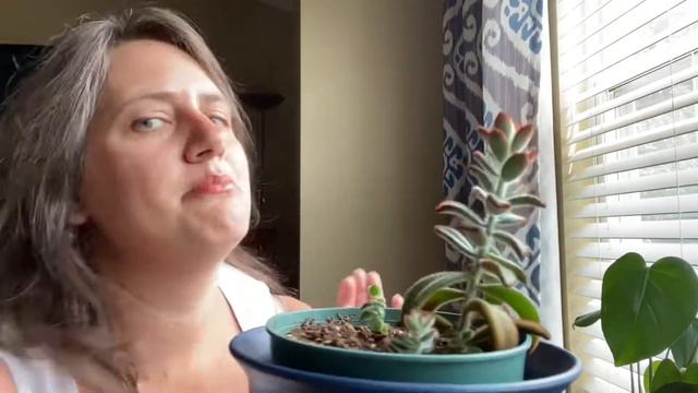 Meet my classroom plants! Tips on choosing the best plants for your class room, and suggestions смотреть онлайн