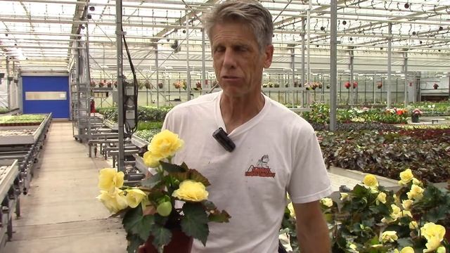 Begonia Fragrant Falls Lemon смотреть онлайн