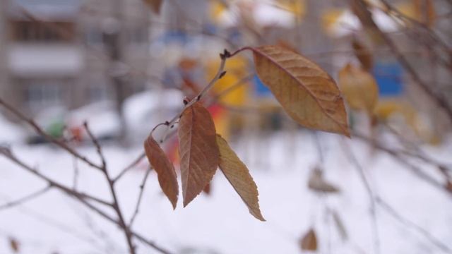 Panasonic GH5 + Canon 24-105 f4L (Viltrox ef m2 II) 4к50fps смотреть онлайн