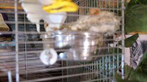 #канарейка КАК крепить ГНЁЗДА из ДЖУТА к клетке 07.03.23 #канарейки