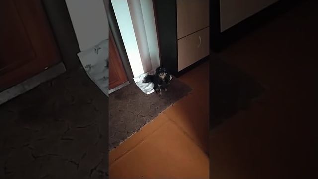 Когда собака приучена мыть лапы после прогулки) смотреть онлайн