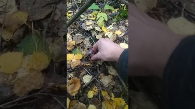 млечник обыкновенный смотреть онлайн