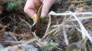 Прививка Сибирского кедра на сосну. Часть 1.