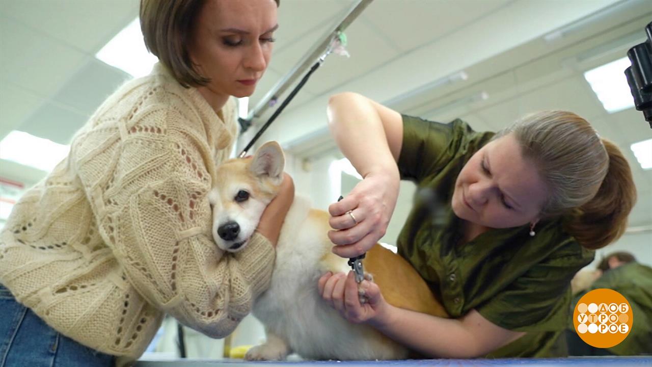 Груминг по всем правилам. Доброе утро. Суббота. Фрагмент выпуска от 30.10.2021