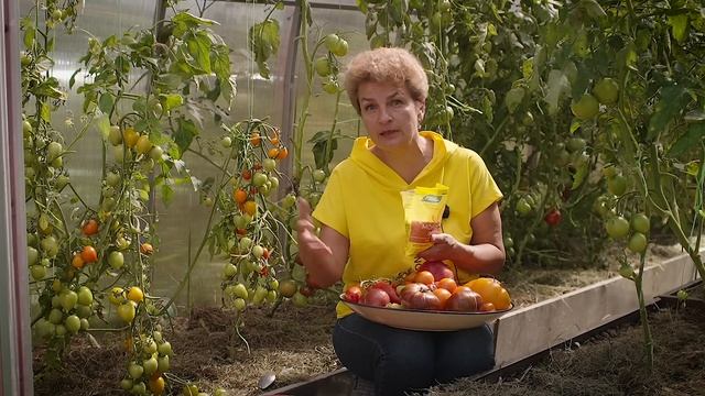 Подкормите  немедленно!  Томаты будут краснеть