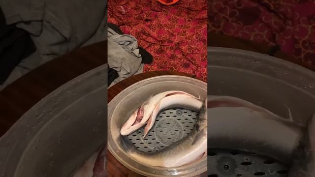 ВЛАД САВЕЛЬЕВ РЫБА В ПАРОВАРКЕ смотреть онлайн