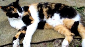 ПРИМЕТЫ ПРО КОШЕК. Трехцветная кошка в доме.