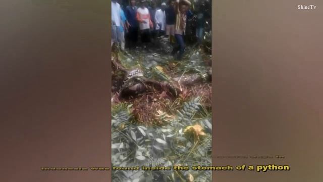 Missing Indonesian Woman Found Dead Inside A 22 ft. Python!!! смотреть онлайн