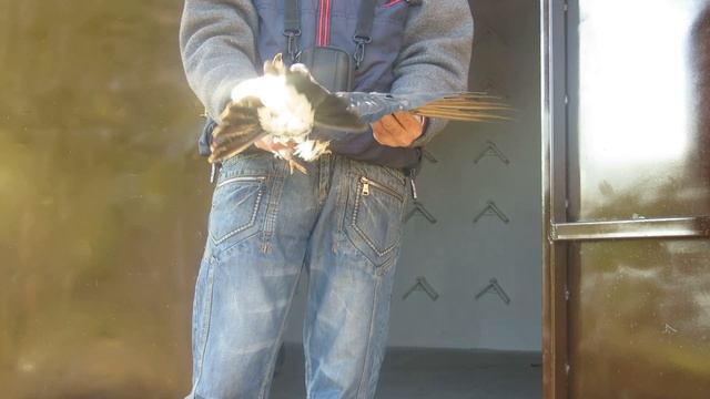 Мелитопольские голуби. Обзор гонной голубятни--мурые чернохвостые и земляные голуби. смотреть онлайн