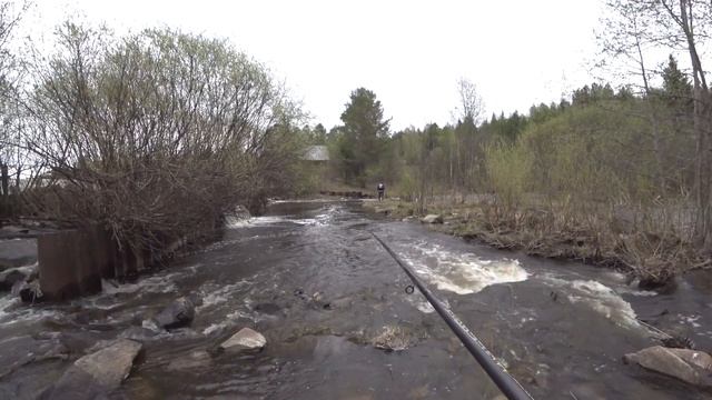Вечерняя рыбалка на малой реке на поплавочную удочку в компании с Отцом. Бешенный клёв плотвы. смотреть онлайн