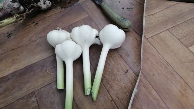 Как сохранить чеснок молодым до Нового года! смотреть онлайн