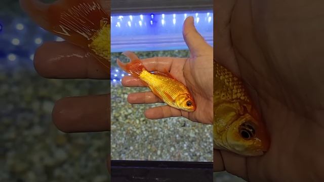 Gulper Catfish Eats Gulper Catfish смотреть онлайн