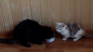 Котята делят молоко. Смешно! Два кота и миска молока. Смешные животные. Все из крапивы.