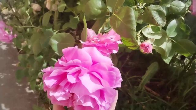 Цветение роз?Июнь 2022г. Эльф,Леонардо да Винчи,Ти Клиппер,Эш Венздей и другие...? смотреть онлайн