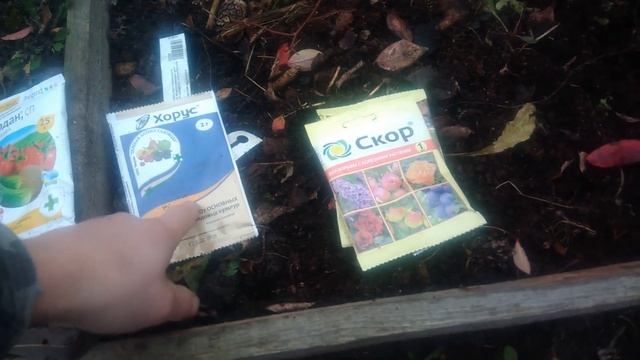 Обработка голубики осенью весной от болезней.Чем обработать для профилактики и лечения смотреть онлайн