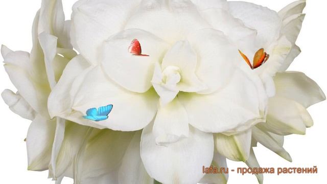 Амариллис махровый Акико (amaryllis) ? амариллис Акико обзор: как сажать луковицы амариллиса Акико смотреть онлайн