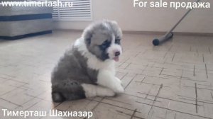 FOR SALE ПРОДАЖА
ТИМЕРТАШ ШАХНАЗАР
сын Яны и Лондона
(Вит Бир Ягана + Зауральский Медведь Лондон)
Е