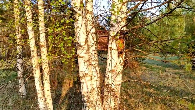 Начинаем расставлять ЛОВУШКИ НА ПЧЁЛ. 2021 #42 смотреть онлайн