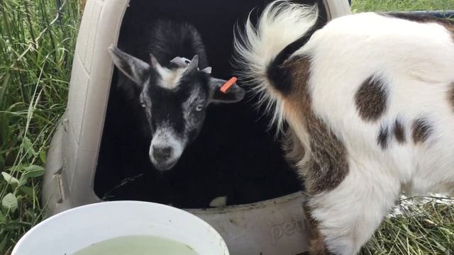 Козочки — день второй. Нигерийские карликовые козы смотреть онлайн