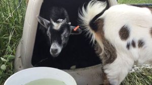 Козочки — день второй. Нигерийские карликовые козы