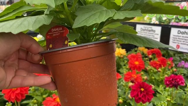 Как не потерять Вегетативные Георгины после Покупки! Георгины Dahlietta Dahlia Dahlietta Series смотреть онлайн