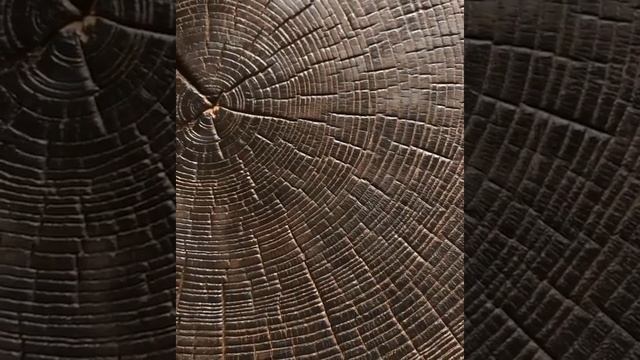 Поперечный спил ясеня