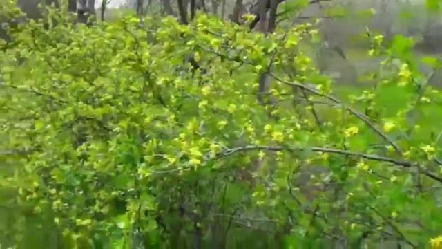 Ах, какой аромат! #shorts смотреть онлайн