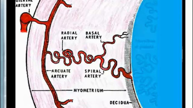 Преимущества Баллонной Тампонады Жуковского и теория Единого Сосудистого Бассейна смотреть онлайн