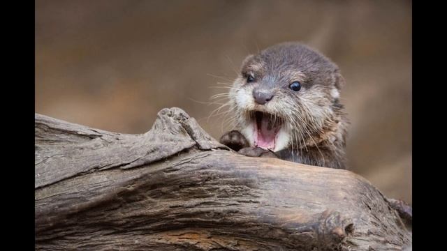 Выдра одна из самых умных зверьков. Выдры топ интересных фактов. КопиЛайк.6+ смотреть онлайн