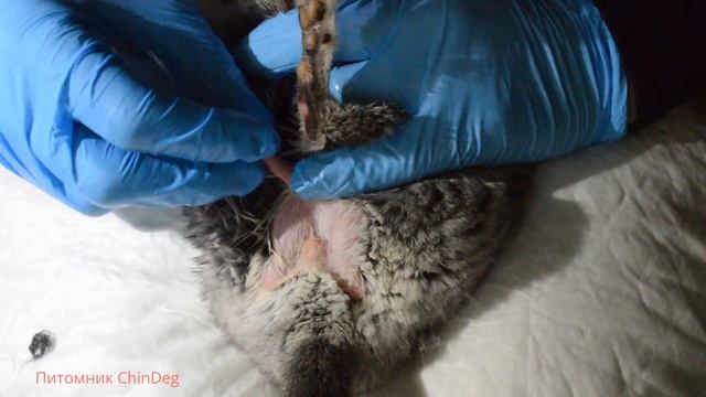 Как снимать волосяное кольцо самца. смотреть онлайн