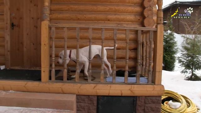 Дрессировка порселена, ОКД, команда место, используем крыльцо на даче смотреть онлайн