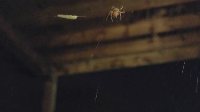 Araneus diadematus Feasting (Cross Orb-weaver) смотреть онлайн