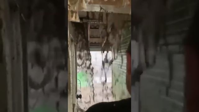 Лютый Град в Дагестане насмерть забил орла? смотреть онлайн