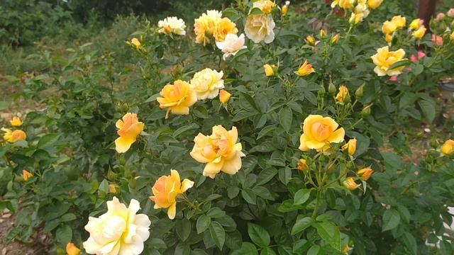 Роза Hansestadt Rostock. Янтарное золото!! #флорибунда #желтыерозы #сортароз
