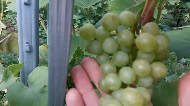 ВИНОГРАД МУСКАТ БЕЛЫЙ. ВИНОГРАД ПОДМОСКОВЬЯ. смотреть онлайн