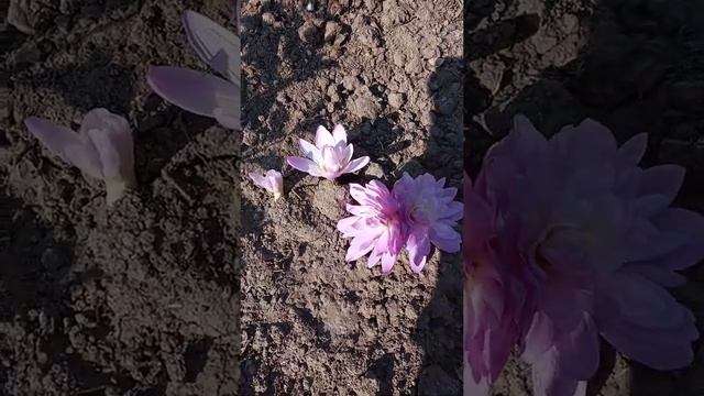 #shorts Колхикум , осенний цветок смотреть онлайн